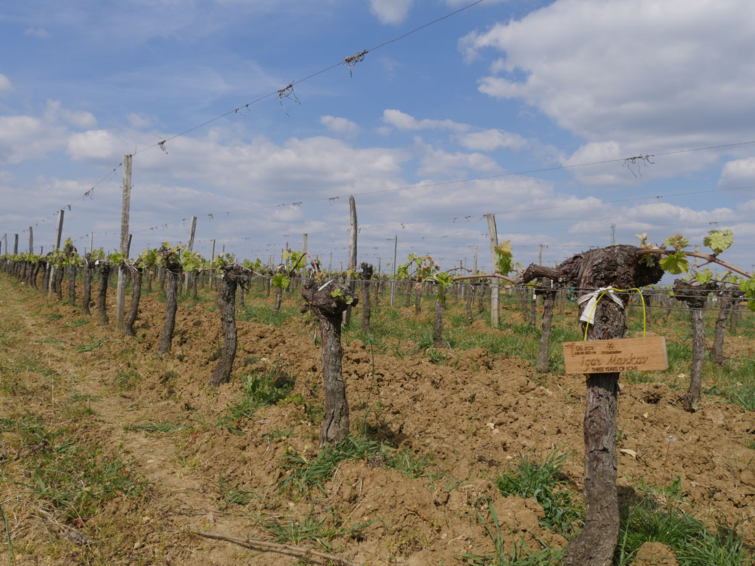 Виноградник на урожай